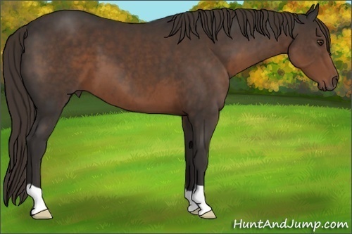 Horse Color:Liver Chestnut 