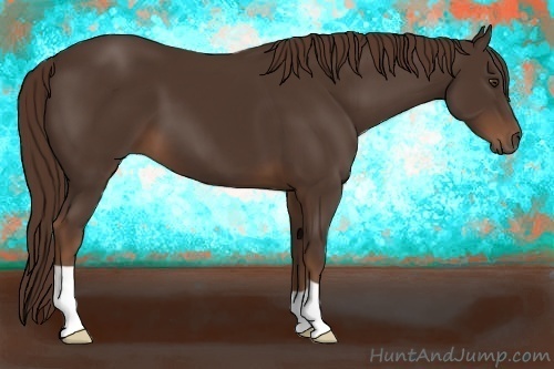Horse Color:Liver Chestnut 