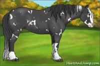 Horse Color:White Spotted Smoky Blue Roan Splash Rabicano
