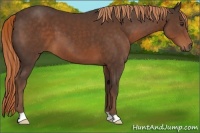 Horse Color:Liver Chestnut 