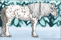 Horse Color:Bay Roan Splash Near Leopard