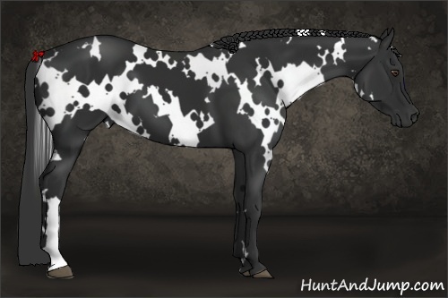 Horse Color:White Spotted Liver Chestnut 