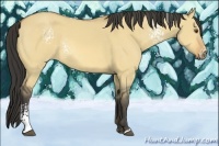 Horse Color:White Spotted Buckskin Dun Rabicano