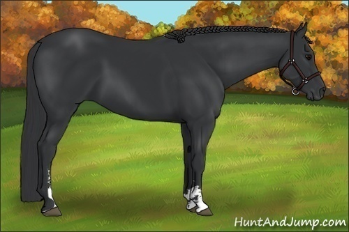 Horse Color:Black Sabino 