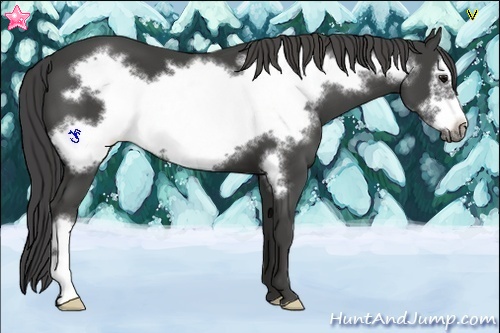 Horse Color:Smoky Black Frame 