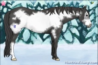 Horse Color:Smoky Black Frame 