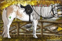 Horse Color:White Spotted Silver Bay Dun
