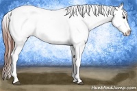 Horse Color:Grullo Appaloosa 