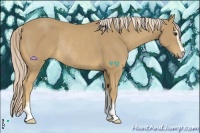 Horse Color:Palomino Sabino Rabicano