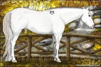 Horse Color:White Spotted Silver Buckskin 