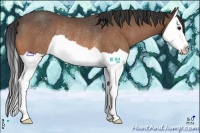 Horse Color:Buckskin Splash Rabicano 