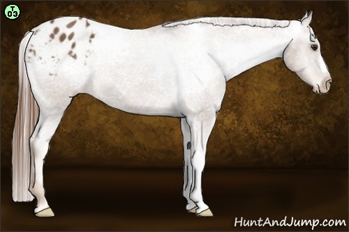 Horse Color:Chestnut Appaloosa 