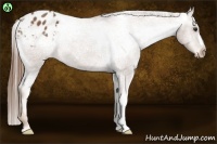 Horse Color:Chestnut Appaloosa 
