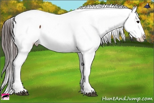 Horse Color:Brown Appaloosa 