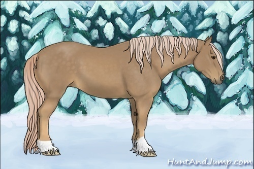 Horse Color:Palomino 