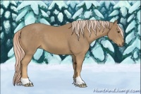 Horse Color:Palomino