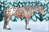 Horse Color:Bay Splash Appaloosa