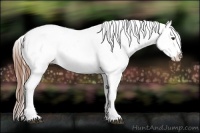 Horse Color:Chestnut Near Leopard 