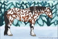 Horse Color:Bay Leopard