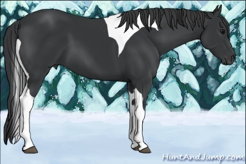 Horse Color:Black Tobiano
