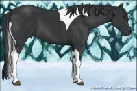 Horse Color:Black Tobiano