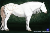 Horse Color:Amber Cream Champagne Roan Snowflake Varnish