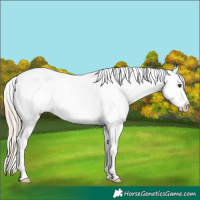 Horse Color:Chocolate Palomino Sabino Appaloosa 
