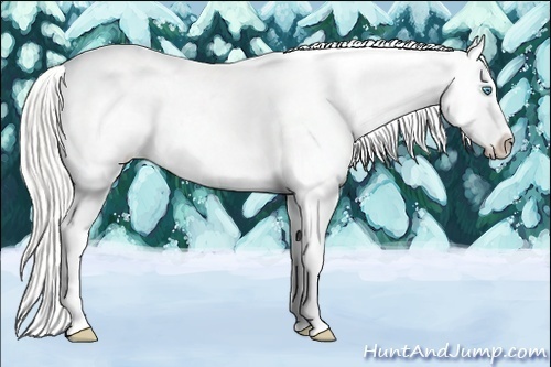 Horse Color:Cremello Appaloosa