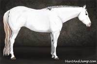 Horse Color:Buckskin Appaloosa