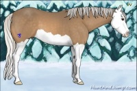 Horse Color:Silver Buckskin Splash
