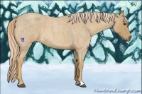 Horse Color:Palomino Roan 
