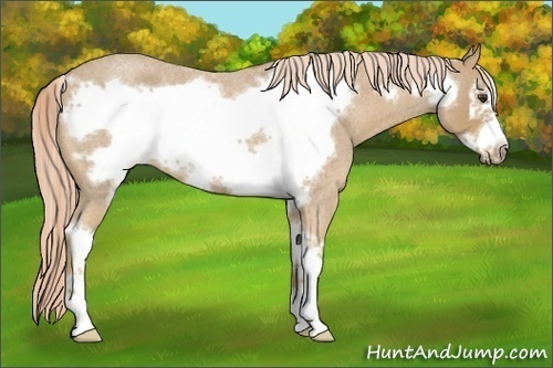 Horse Color:Palomino Roan Sabino Frame