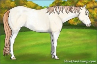 Horse Color:White Spotted Amber Cream Champagne Pearl Dun 