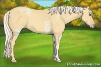 Horse Color:White Spotted Gold Cream Champagne 