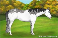 Horse Color:Black Ice Sabino Splash 