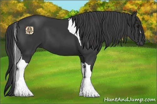 Horse Color:Black Tobiano 
