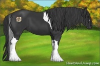 Horse Color:Black Tobiano 