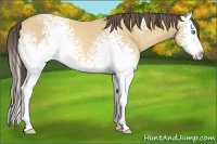 Horse Color:White Spotted Amber Cream Champagne Splash 