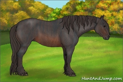 Horse Color:Brown Roan Rabicano  Brindle