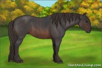 Horse Color:Brown Roan Rabicano Brindle