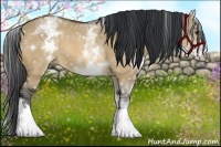 Horse Color:White Spotted Bay Dun Rabicano