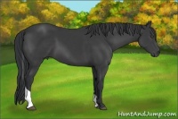 Horse Color:Black Sabino Tobiano Rabicano