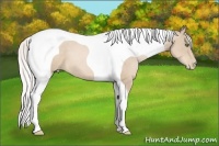 Horse Color:Silver Smoky Black Pearl Tobiano Frame 