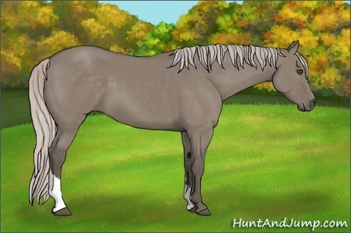 Horse Color:Silver Grullo Tobiano Rabicano 