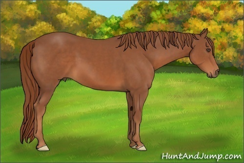 Horse Color:Chestnut Frame
