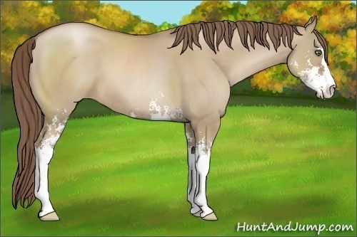 Horse Color:Grullo Pearl Sabino