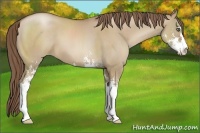 Horse Color:Grullo Pearl Sabino 