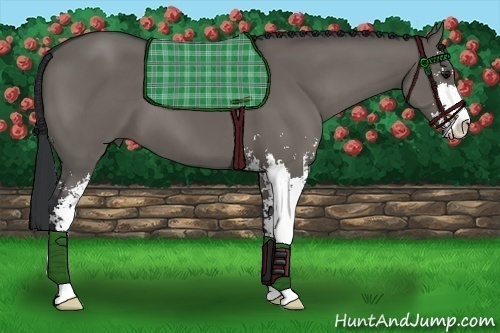 Horse Color:Grullo Sabino