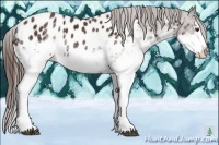 Horse Color:White Spotted Liver Chestnut Splash Appaloosa 