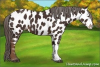 Horse Color:Liver Chestnut Appaloosa